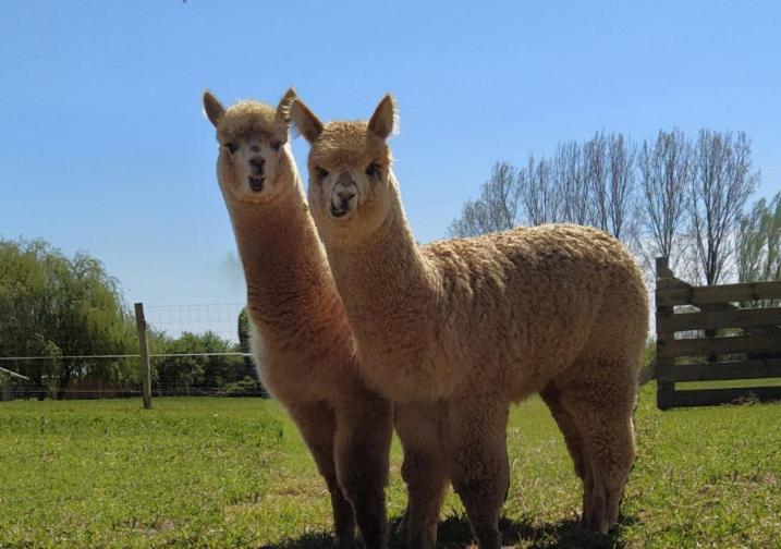 Bed and Breakfast Domaine Ramonjavel, glamping&alpaca's Fongrave Esterno foto