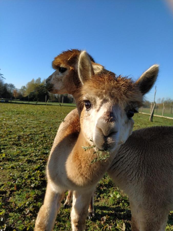 Bed and Breakfast Domaine Ramonjavel, glamping&alpaca's Fongrave Esterno foto